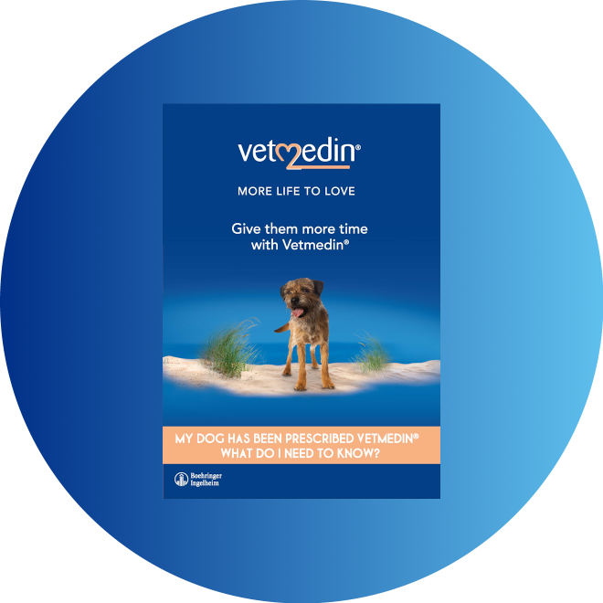 Dogs with MVD | Vetmedin UK